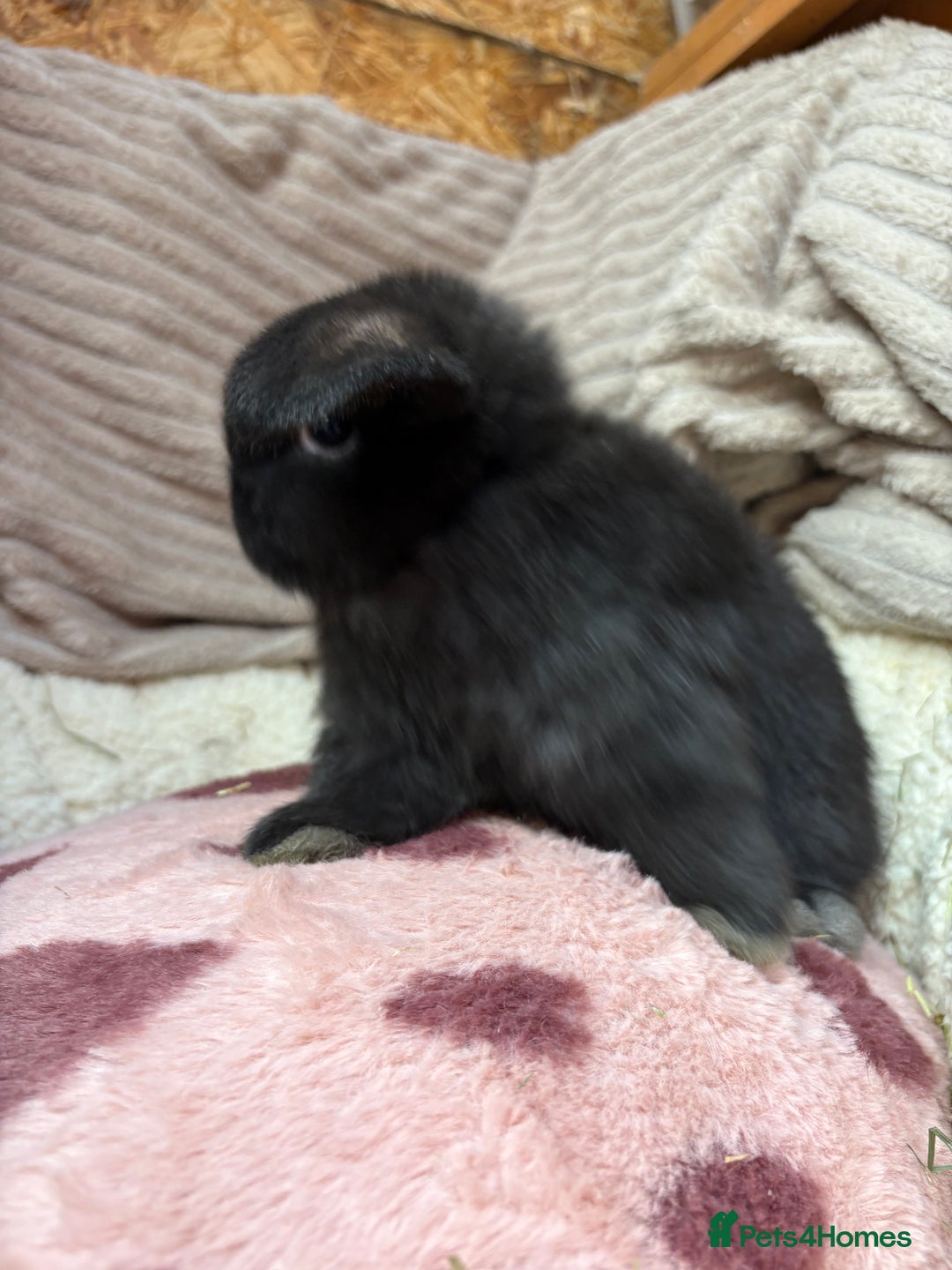 Mini Lop rabbits for sale: Stunning mini lops (vaccinated)  - Advert 2