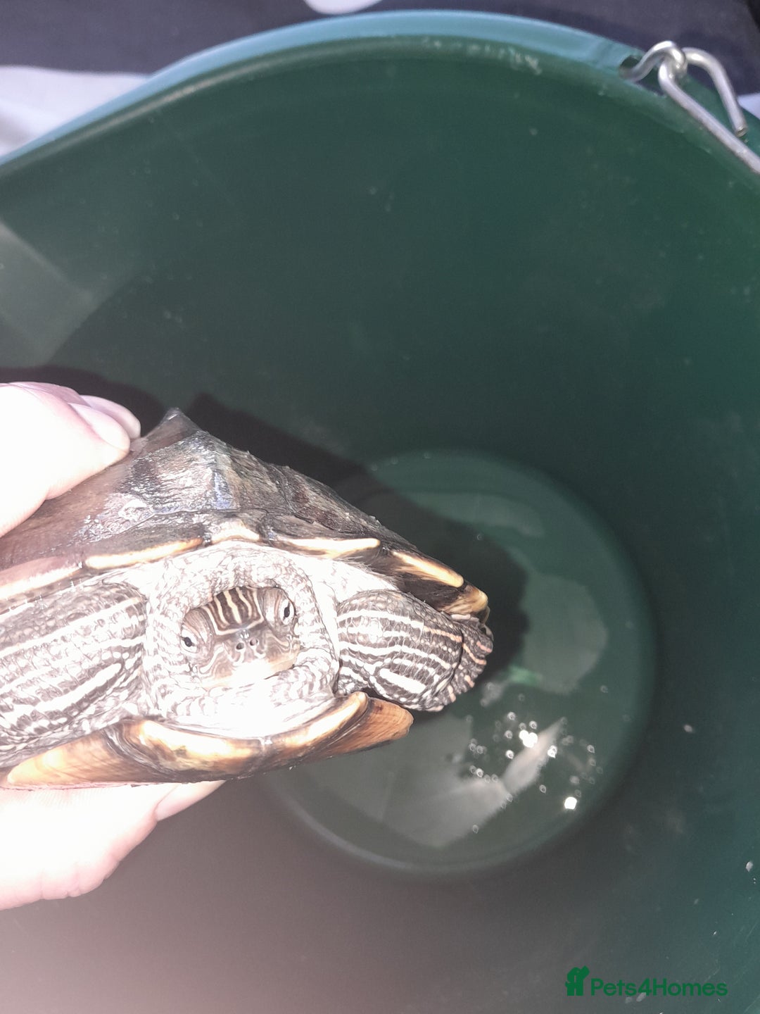 Turtle reptiles for sale: Free mississippi turtle  - Image 4