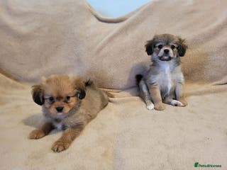 Mixed Breed dogs Cavalier king charles x pomeranian - Advert 1