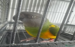 Parrots birds for sale: Senegal parrot  - Image 2