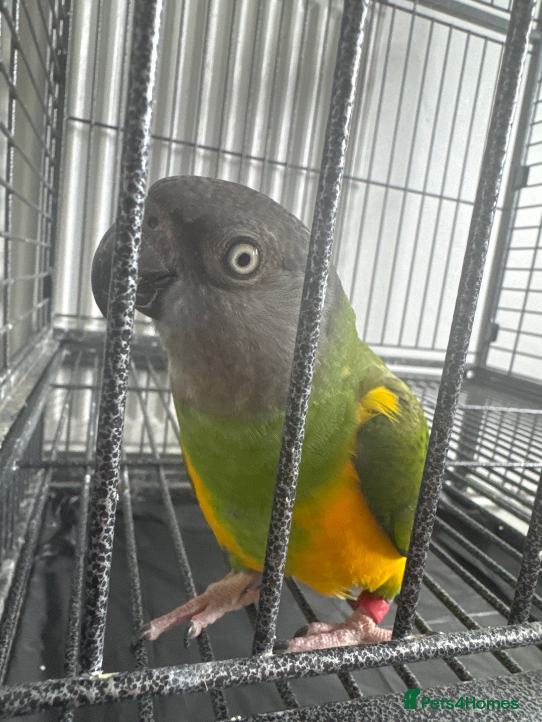 Parrots birds for sale: Senegal parrot  - Image 2