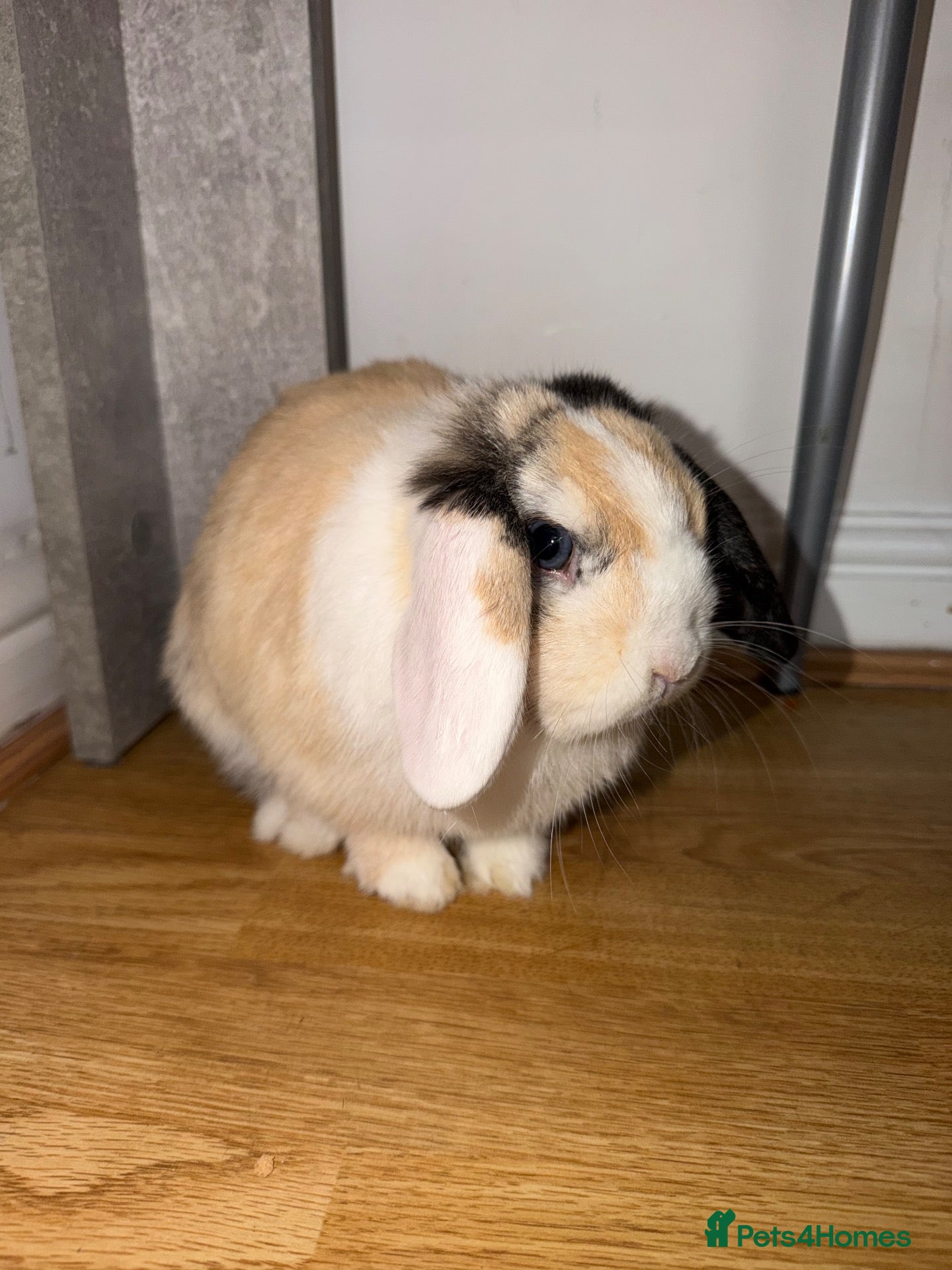 Mini Lop rabbits Mini lops  - Advert 1