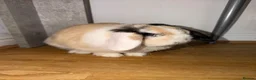 Mini Lop rabbits for sale: Mini lops  in Wigan - Advert 1