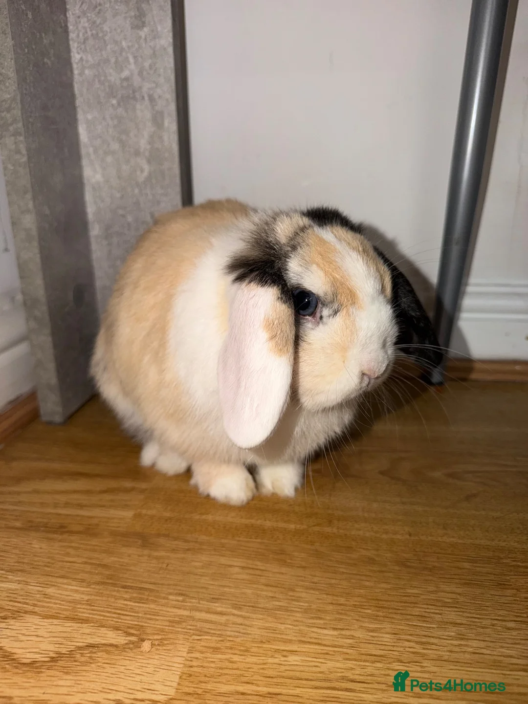 Mini Lop rabbits for sale: Mini lops  in Wigan - Advert 1