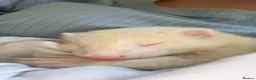 Mixed Breed reptiles for sale: 2 male albino ferrets in Newport - Advert 2