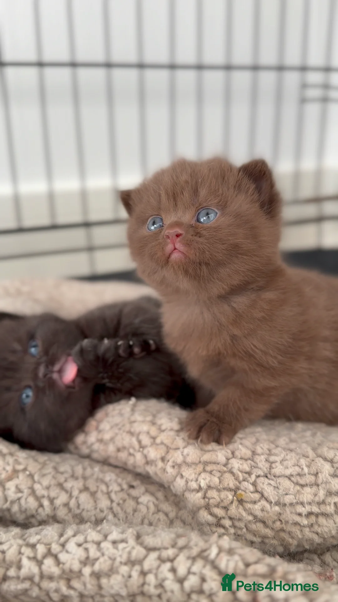 British Shorthair cats for sale: Waiting list open GCCF Cinnamon British Shorthair  - Advert 2