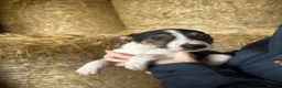 Border Collie dogs for sale: 8 Border collies puppies ready for a new home! - Advert 7