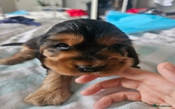 Cocker Spaniel dogs for sale: Show cocker spaniel  - Image 22