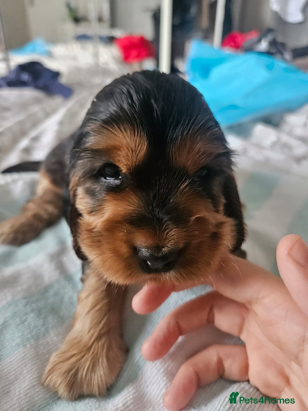 Cocker Spaniel dogs for sale: Show cocker spaniel  - Image 22