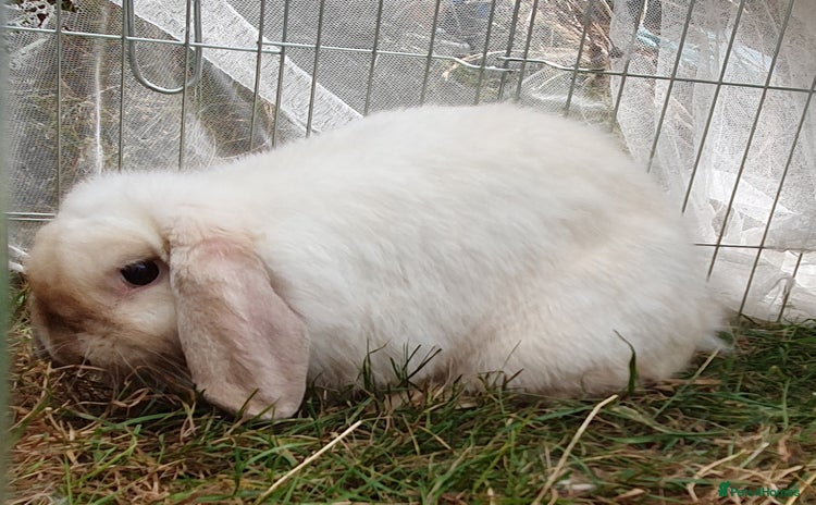 Mini Lop rabbits - Advert 1