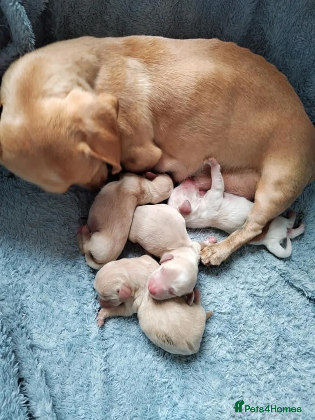 Miniature Dachshund dogs for stud: 🍦ALPHA mini cream Int/Int pied Smooth dachshund ! in Mexborough - Advert 28