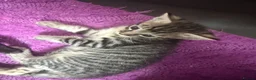 Mixed Breed cats for sale: Beautiful savannah cross ragdoll kittens - Advert 13
