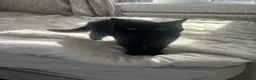British Shorthair cats for sale: Black British shorthair  - Advert 8