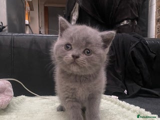 Scottish Fold cats Scottish Fold kittens for sale 3 Girls 2 Boys - Advert 9
