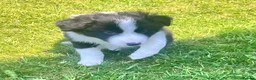 Border Collie dogs for sale: KC Reg Border Collie Puppies - Ready 1/06/2026 - Advert 3