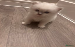 Ragdoll cats for sale: Ragdoll Kittens  - Image 8
