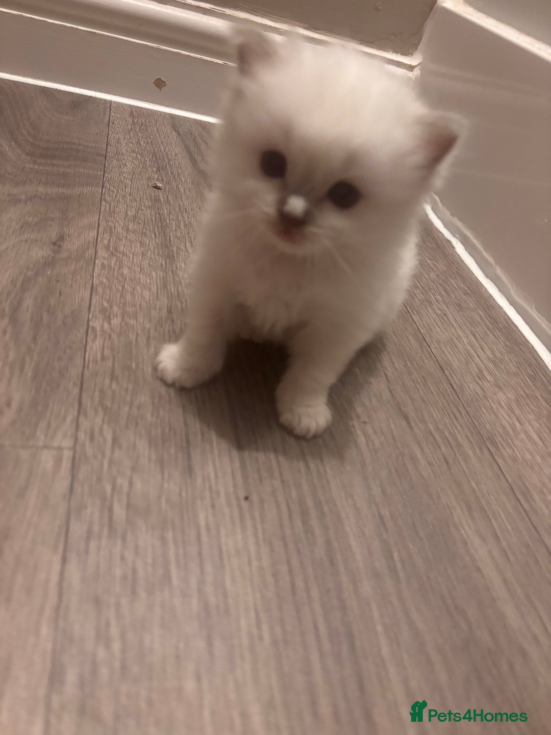 Ragdoll cats for sale: Ragdoll Kittens  - Image 8