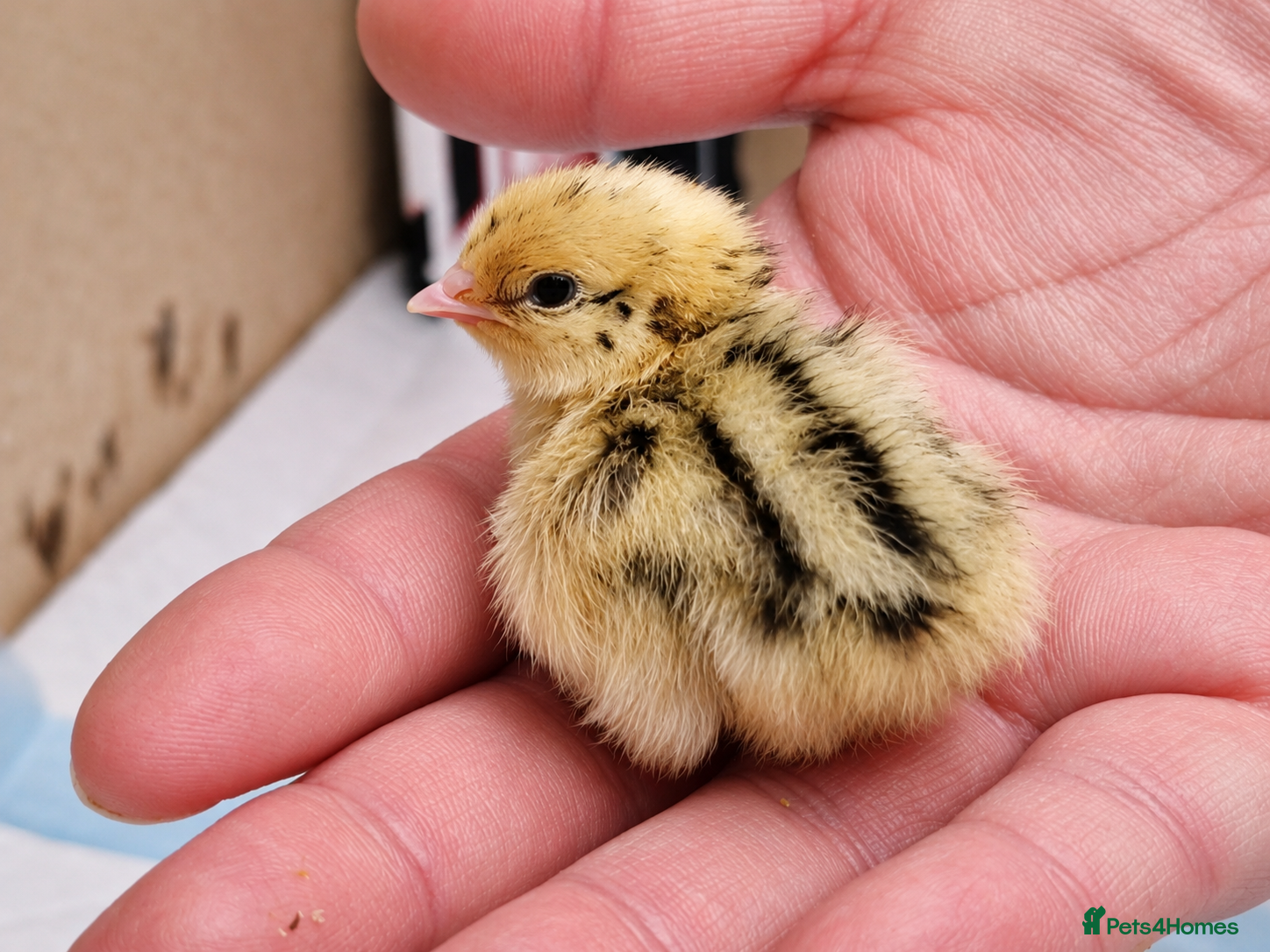Quail poultry Coturnix Quail Chicks - Advert 1