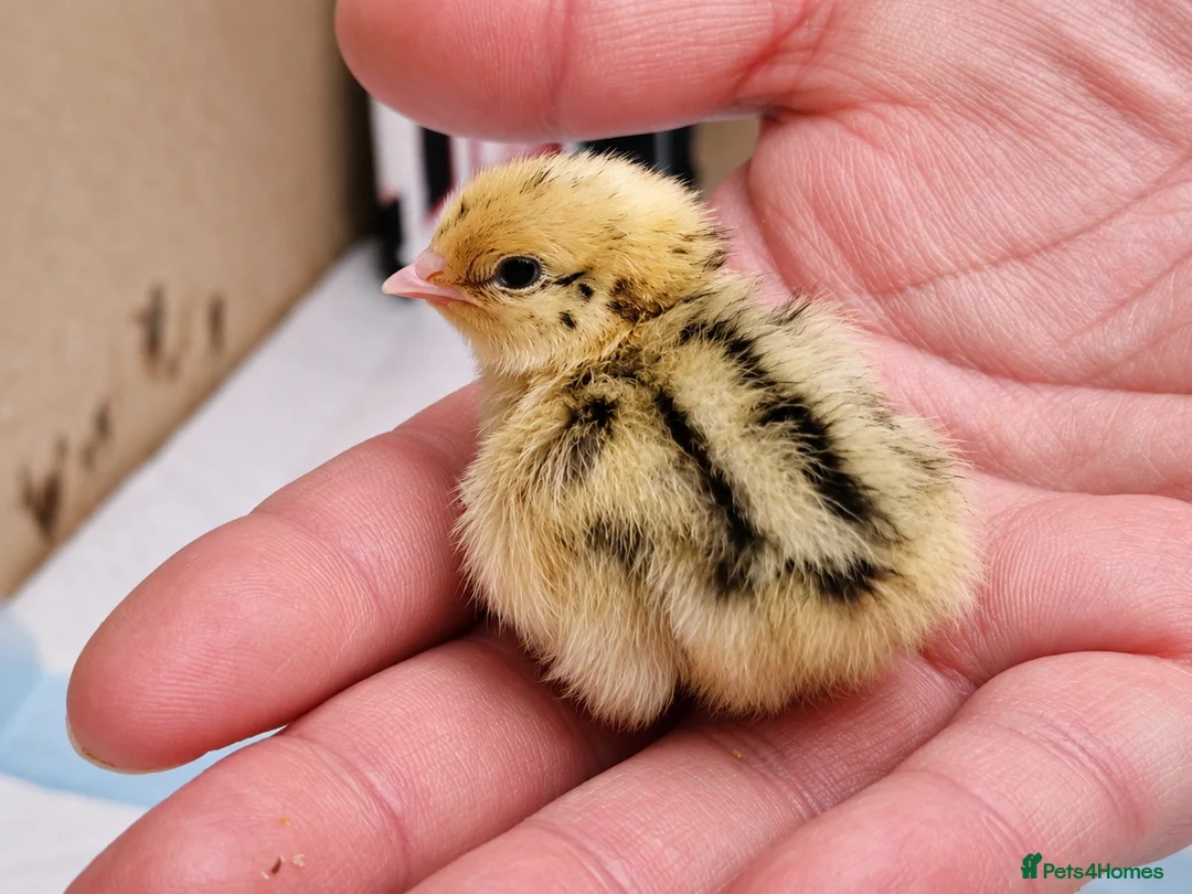 Quail poultry for sale: Coturnix Quail Chicks - Advert 1