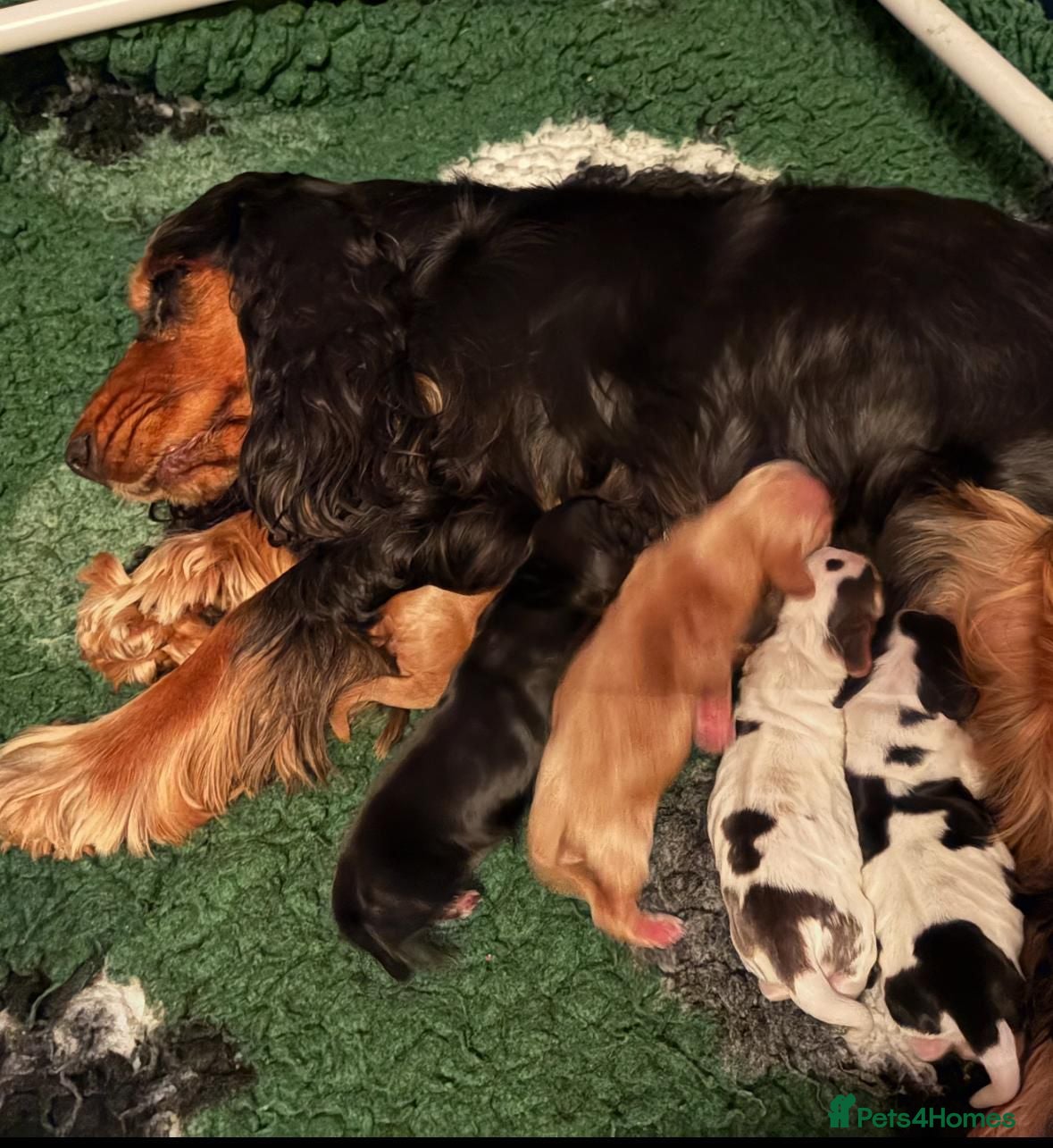 Cocker Spaniel dogs Beautiful Show Cocker Spaniels! - Advert 2