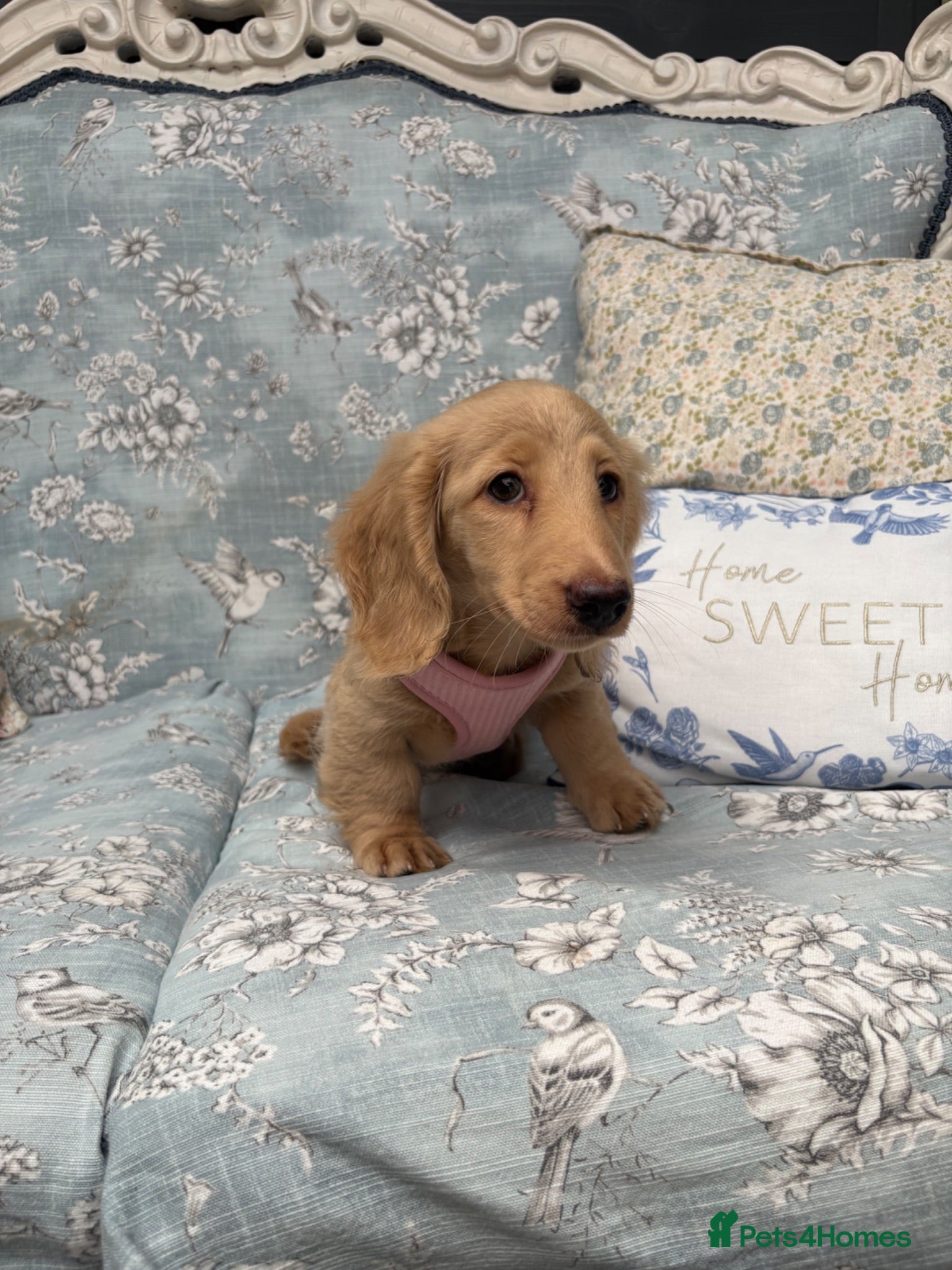Miniature Dachshund dogs Miniature dachshund puppy - Advert 10