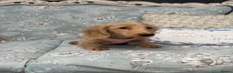 Miniature Dachshund dogs for sale: Miniature dachshund puppy - Advert 1
