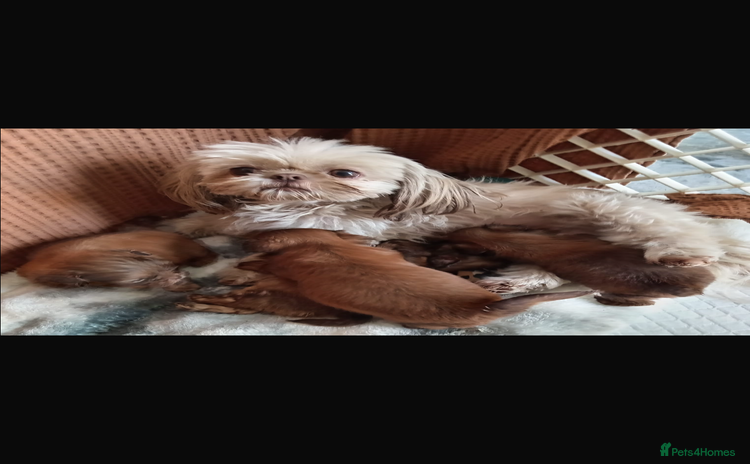 Shih Tzu dogs - Advert 1