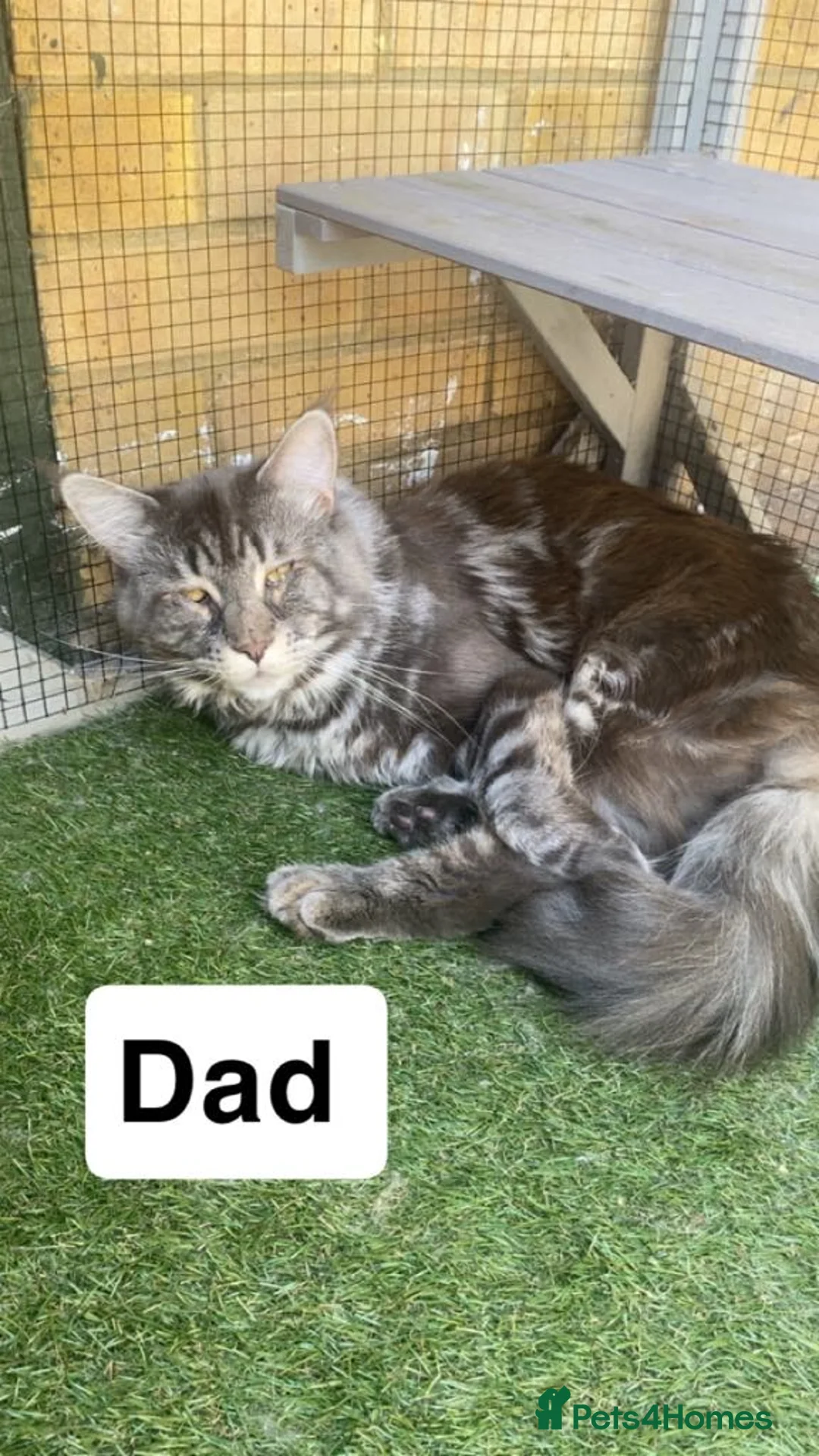 Mixed Breed cats for sale: Half maine coon,kittens for sale  - Advert 6