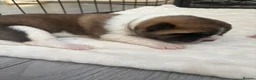 Akita dogs for sale: Akita puppies - Advert 13