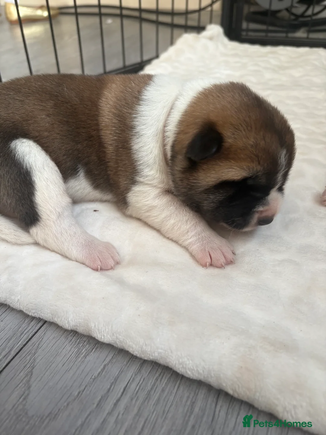 Akita dogs for sale: Akita puppies - Advert 13