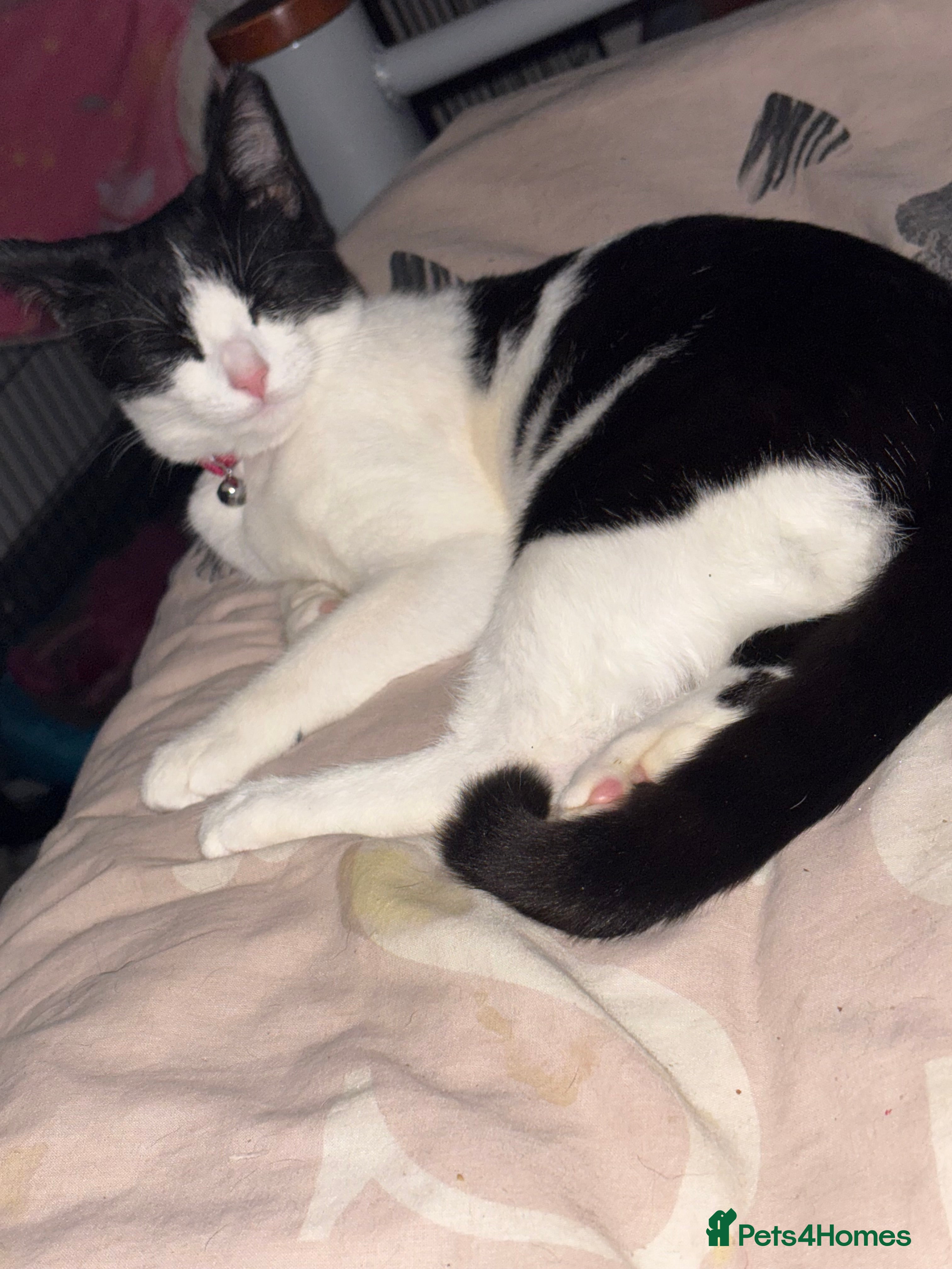 Mixed Breed cats Kittens for sale  - Advert 10