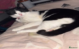 Mixed Breed cats for sale: Kittens for sale  - Image 1