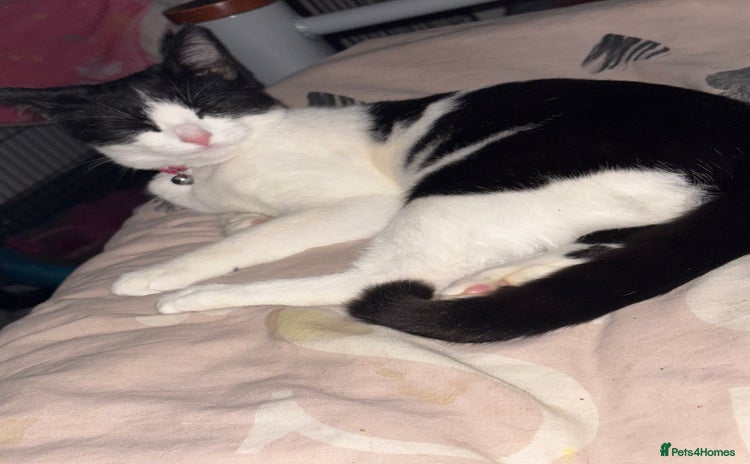 Mixed Breed cats - Advert 2