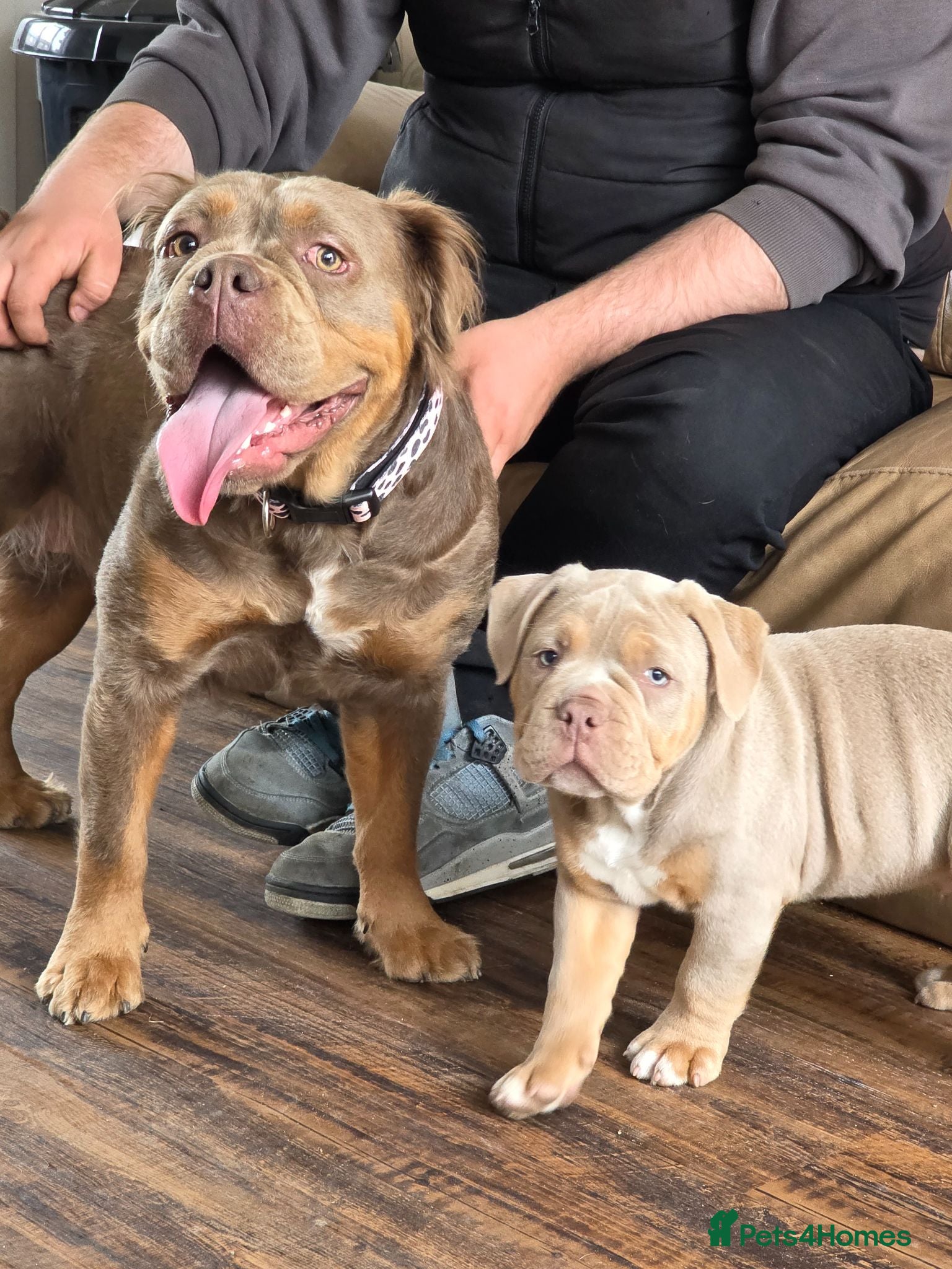 Olde English Bulldogge dogs Reducded Ready now fluffy carriers  - Advert 1