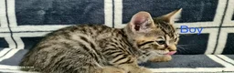 Mixed Breed cats for sale: 6 Beautiful Kittens - Advert 6