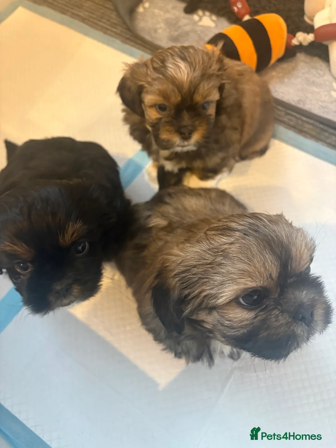 Shih Tzu dogs for sale: Imperial shihtzu puppies in Manchester - Advert 2
