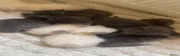 Ragdoll cats for sale: 7 Gorgeous ragdoll cross kittens 🤍 - Advert 17