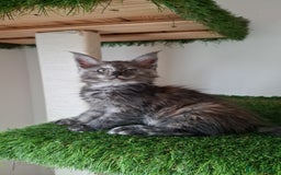 Maine Coon cats for sale: Pedigree Maine Coon kittens  - Image 1