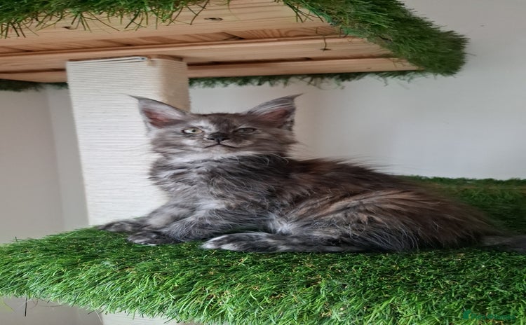 Maine Coon cats - Advert 6