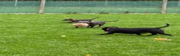 Staffordshire Bull Terrier dogs for sale: Staffordshire Bull Terrier puppies x8 in Swadlincote - Advert 9