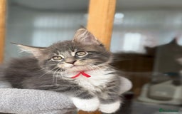 Maine Coon cats for sale: 2 Beautiful pedigree TICA reg Maine Coon kittens - Image 17