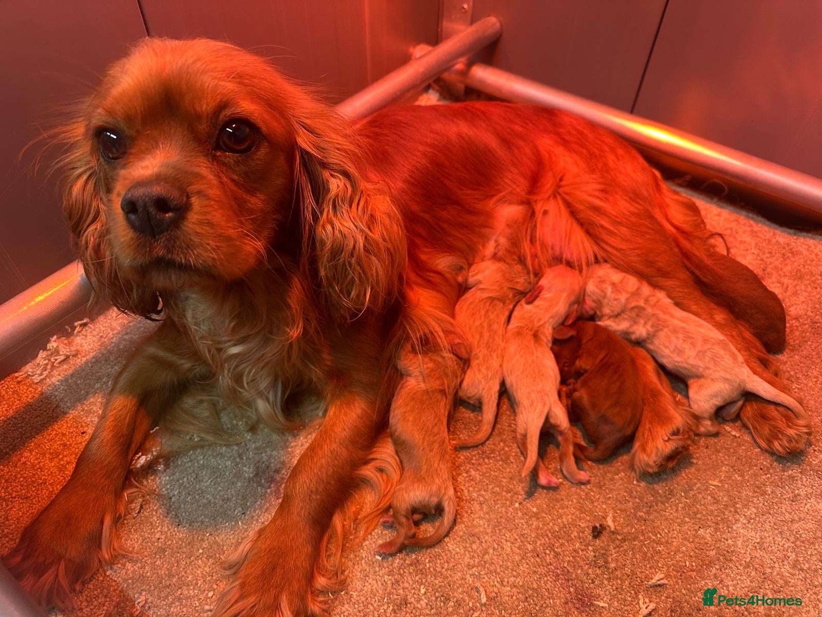 Cavalier King Charles Spaniel dogs Cavalier King Charles puppy 1 boy 2 girls left  - Advert 14