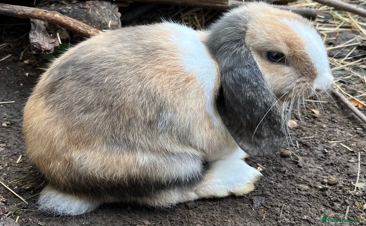 Mini Lop rabbits - Advert 11