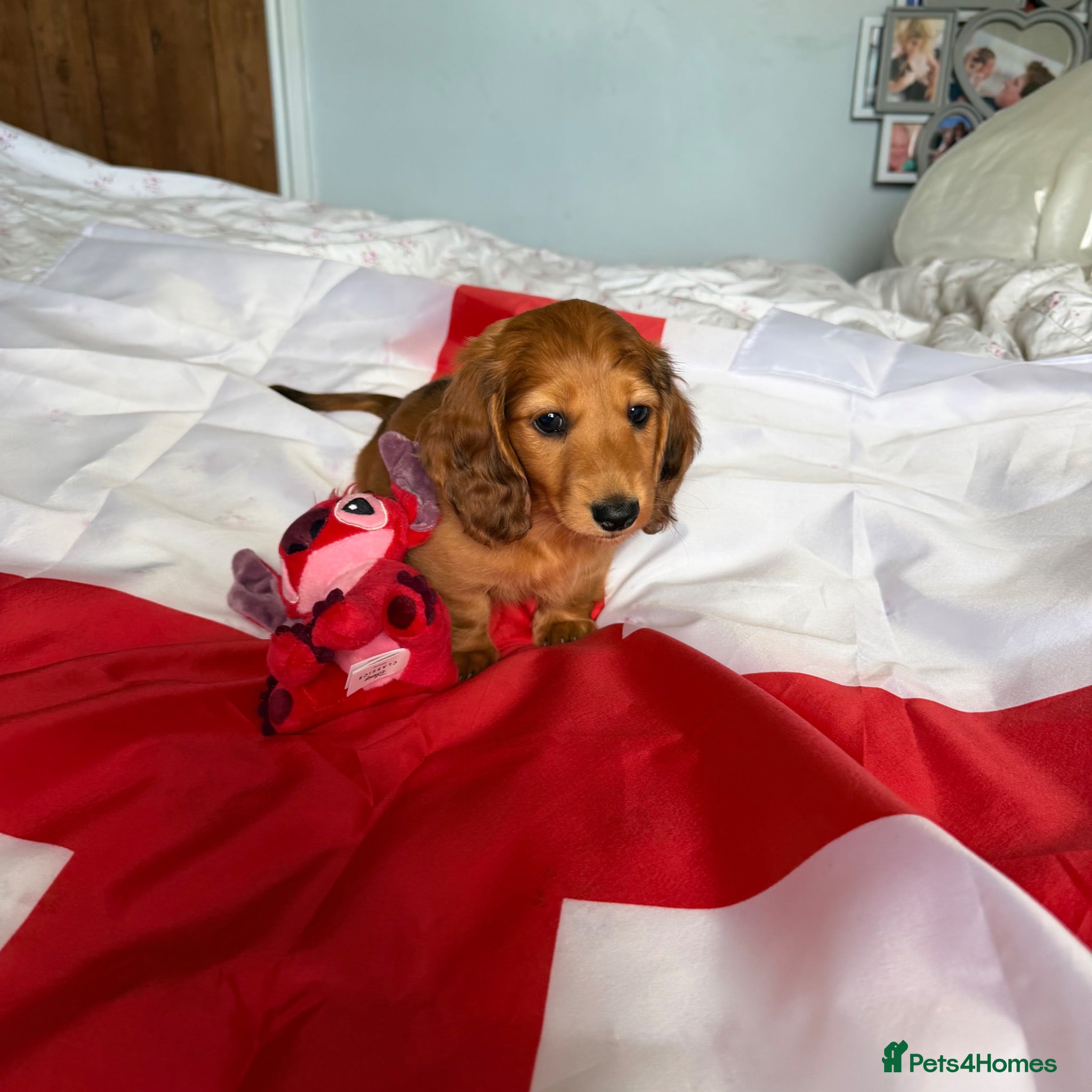 Miniature Dachshund dogs Price reduced !!Ready to go 🏡 - Advert 10