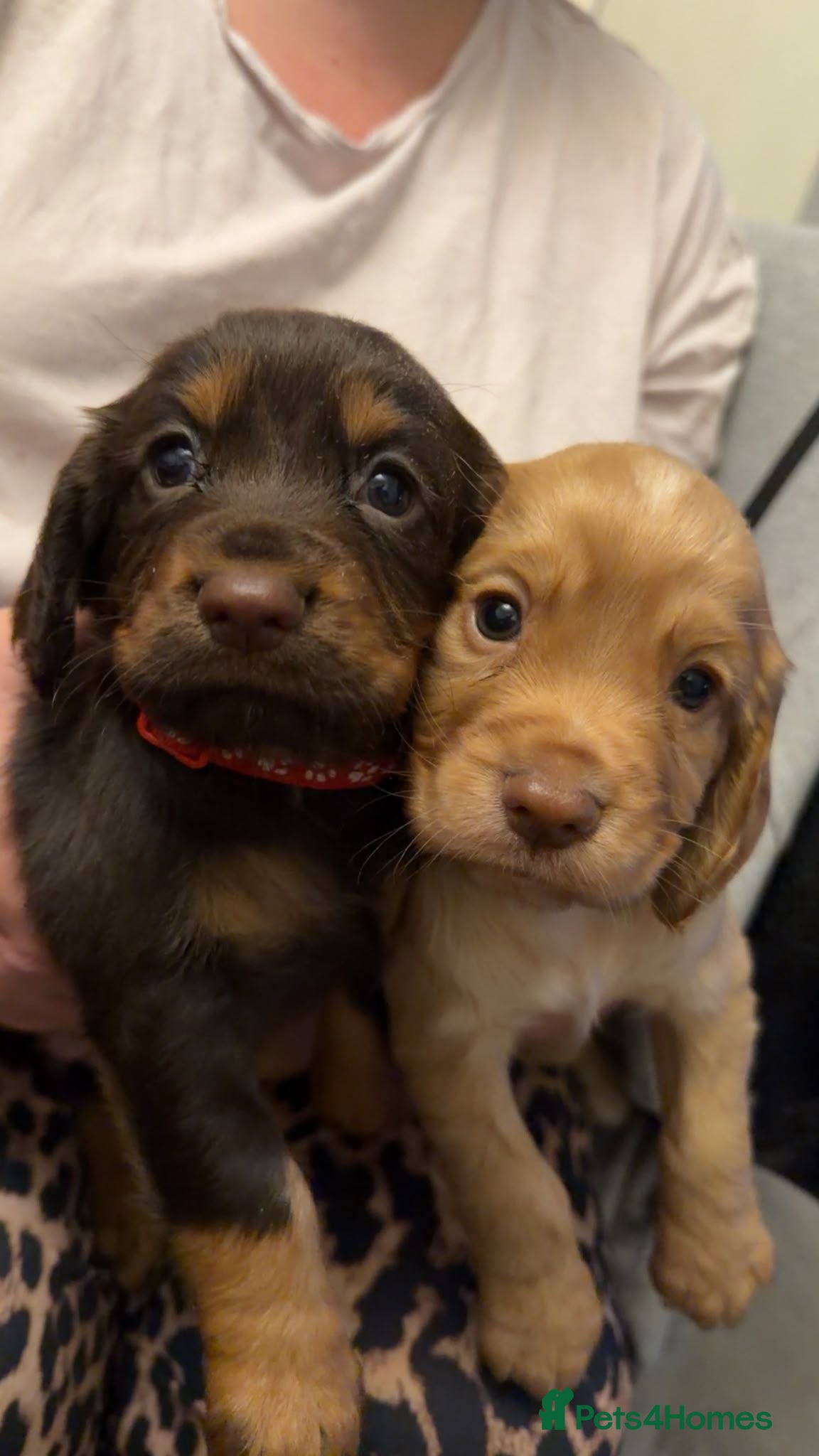 Cocker Spaniel dogs Stunning kc registered working cocker spaniels - Advert 11