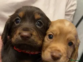 Cocker Spaniel dogs Stunning kc registered working cocker spaniels - Advert 1