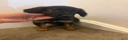 Mixed Breed dogs for sale: Puppies German Shepherd x Saluko x Dutch Harder - Advert 16