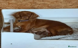 Cocker Spaniel dogs for sale: Gorgeous KC Working Cocker Spaniels- Health Tested - Image 22