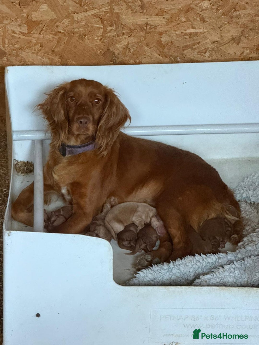Cocker Spaniel dogs for sale: Gorgeous KC Working Cocker Spaniels- Health Tested - Image 22