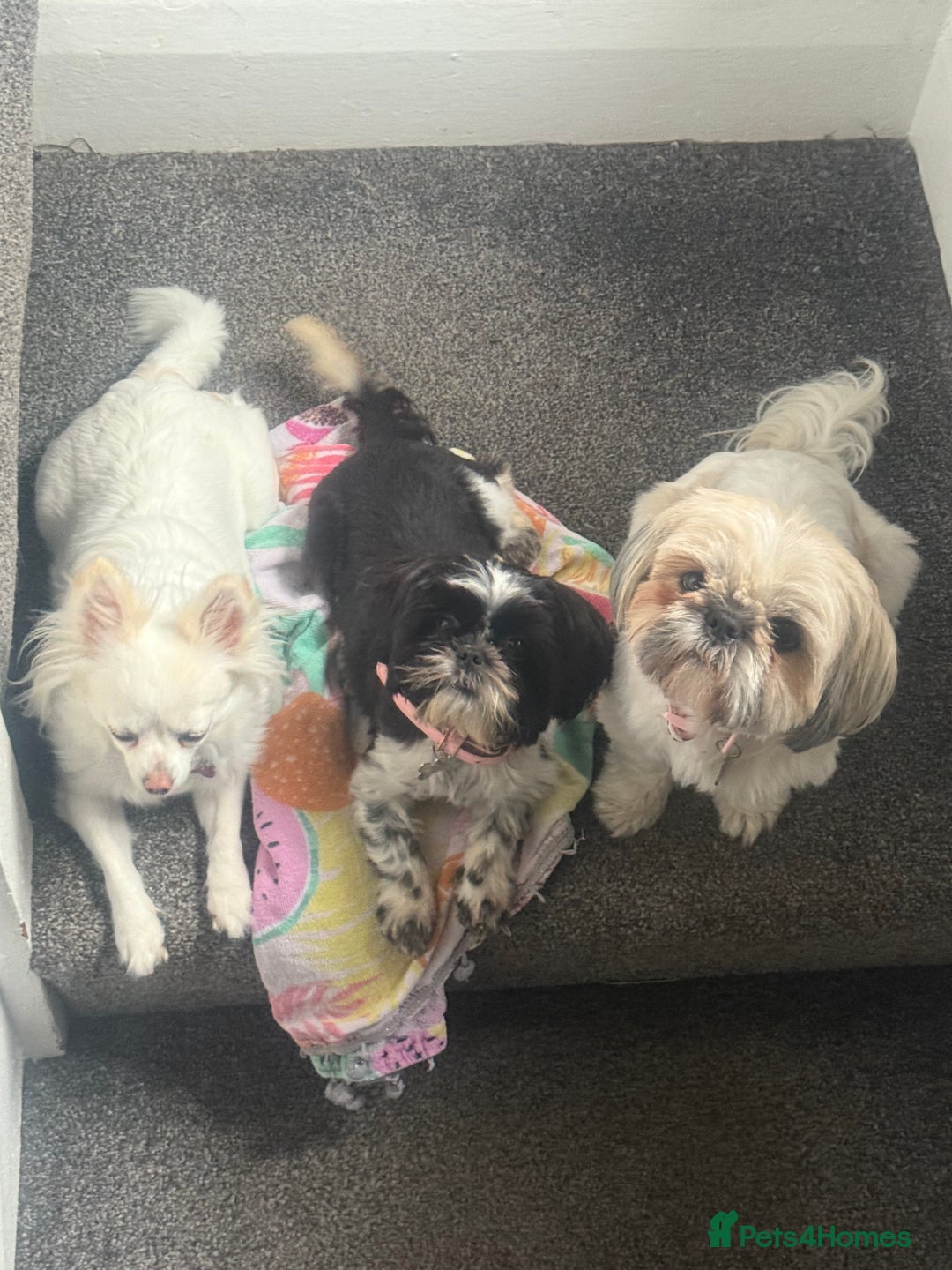 Shih Tzu dogs for sale: Gorgeous Shih Tzu puppy, 4 months old.  - Image 8
